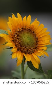 Yellow Sunflower Crown In The Afternoon