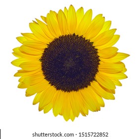 Yellow sunflower exposed against white background
