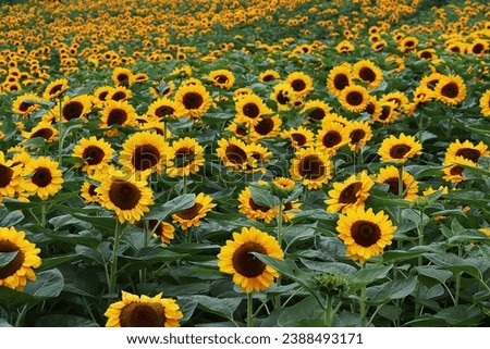 yellow sunflower field landsacpe background 