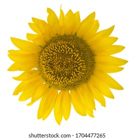 ひまわり の画像 写真素材 ベクター画像 Shutterstock