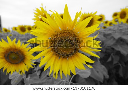 Similar – sunflower field