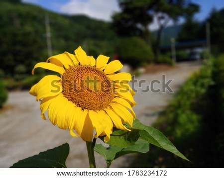 A yellow sunflower with green leaves besides the road