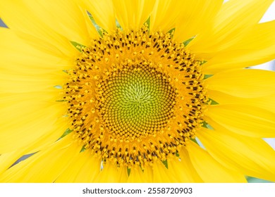 The yellow sunflower has a large center and many small yellow petals. The flower is in full bloom and has a bright, cheerful appearance - Powered by Shutterstock