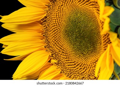 Yellow Sunflower Head Blooming on Black Background. Side View With Soft Focus. Macro Shot