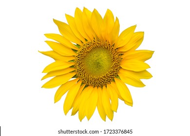 yellow sunflower isolated on white background with clipping path