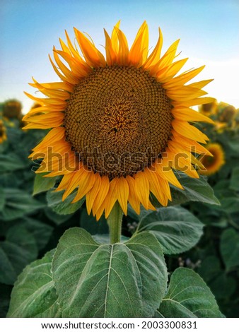 Yellow Sunflower in italian countryside