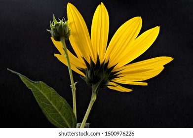 Yellow Sunflower on a black background. Bug's eye view. 