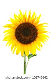 yellow sunflower on white background