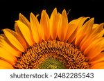 Yellow sunflower petals with water drops and core on a black background