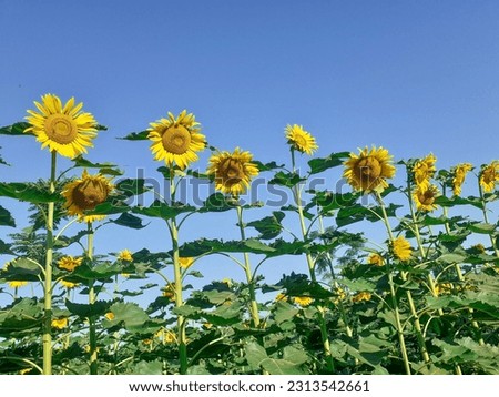 Yellow sunflower plants or helianthus annuus at farm in sun. 