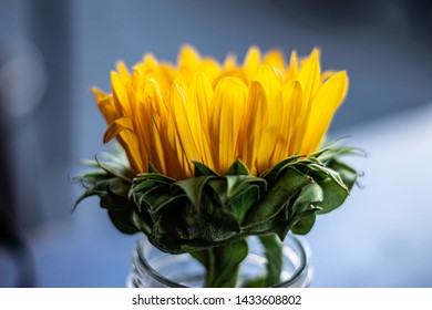 Yellow sunflower in a restaurant
