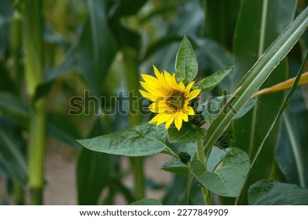 Yellow sunflower surrounded by green foliage from a cornfield. Perfect for an autumn looking flower image. Especially with the ever popular sunflower. Happy and fun this image will draw you in!