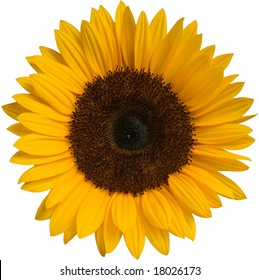 Download Sunflower Transparent Yellow Images Stock Photos Vectors Shutterstock PSD Mockup Templates