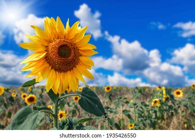 Yellow sunflowers against blue sky. Summer background. - Shutterstock ID 1935426550