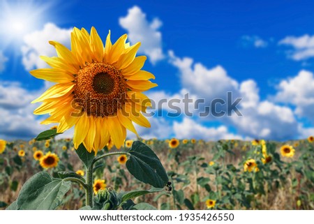 Yellow sunflowers against blue sky. Summer background.
