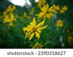 Yellow Sunflowers in Albion Basin