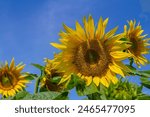 Yellow sunflowers bloom against a blue sky background.