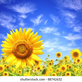 Yellow Sunflowers And Blue Sky