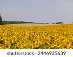 yellow sunflowers during flowering, a field with sunflowers during flowering and pollination by insect bees