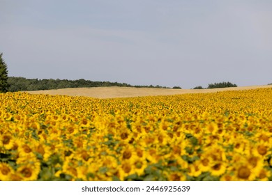 yellow sunflowers during flowering, a field with sunflowers during flowering and pollination by insect bees - Powered by Shutterstock