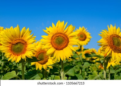 Yellow sunflowers grow in the field. Agricultural crops. - Shutterstock ID 1105667213