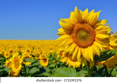 Yellow sunflowers grow in the field. Agricultural crops. - Shutterstock ID 1715391376