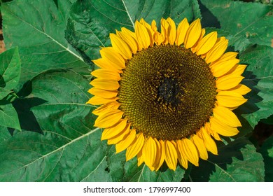 Yellow Sunflowers On  Sunflower Field.UK