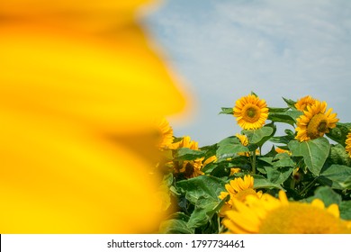 Yellow Sunflowers On  Sunflower Field.UK