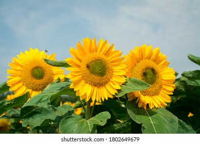 Yellow Sunflowers On  Sunflower Field.UK