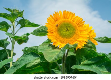 Yellow Sunflowers On  Sunflower Field.UK