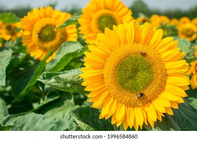 Yellow Sunflowers On  Sunflower Field.UK