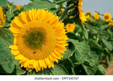 Yellow Sunflowers On  Sunflower Field.UK