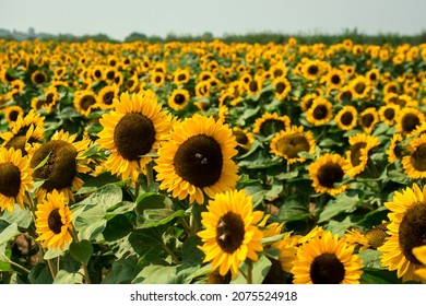 Yellow Sunflowers On  Sunflower Field.UK