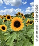 Yellow Sunflowers in a sunflower farm