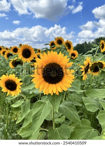 Yellow Sunflowers in a sunflower farm