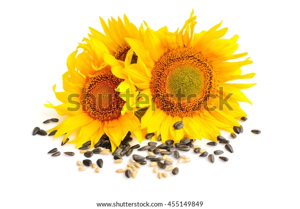 Yellow Sunflowers Sunflower Seeds On White Stock Photo 455149849 ...