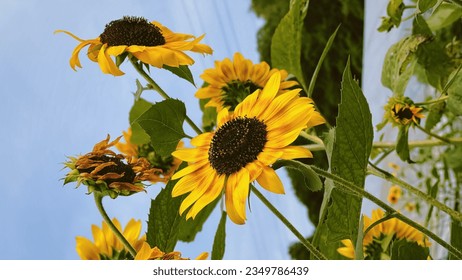 Yellow sunflowers in sunset light. Close-ups. Sunflower, close-up. Big yellow flower. - Shutterstock ID 2349786439