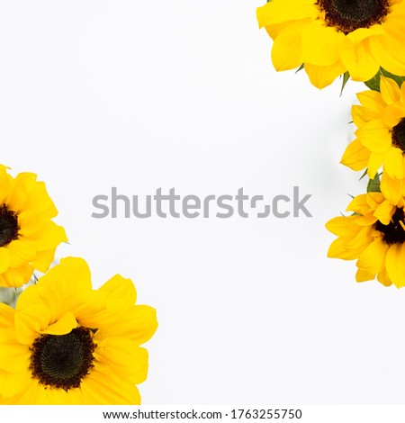 Yellow sunflowers white background. Floral composition, top view, copy space