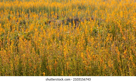 Yellow Sunn Hemp Flower Field 