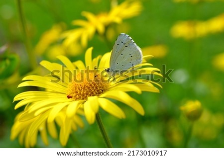 yellow sunny nectar butterfly  white