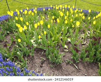 Amarillo rodeado azul 