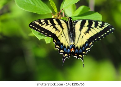 174 Two tailed swallowtail Images, Stock Photos & Vectors | Shutterstock