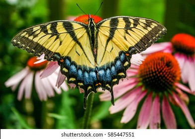 Yellow Swallowtail butterfly feeding on a pink Echinacea in sunny summer garden