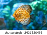 Yellow Symphysodon (known as discus or discus fish) swimming in aquarium