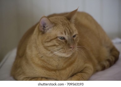 Yellow Tabby Cat Resting Comfortably On A Bare Mattress