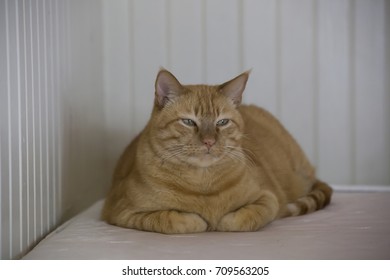 Yellow Tabby Cat Resting Comfortably On A Bare Mattress