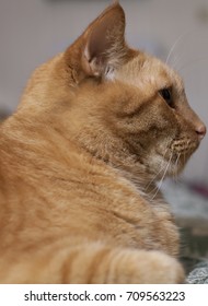 Yellow Tabby Cat Resting Comfortably On A Bare Mattress