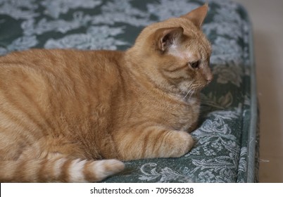 Yellow Tabby Cat Resting Comfortably On A Bare Mattress