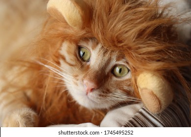 Yellow Tabby Cat Wearing Lion Wig.