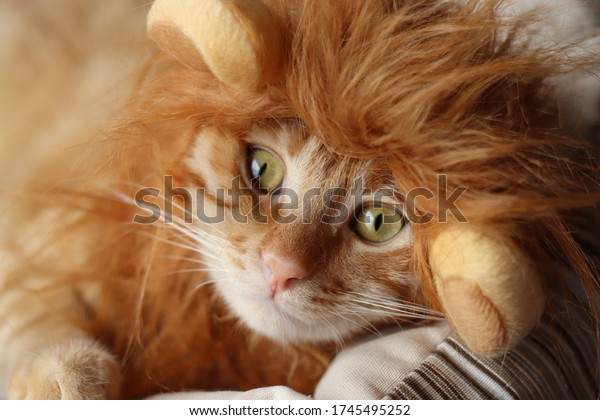 Yellow tabby cat wearing lion wig. Lion mural wallpaper. 